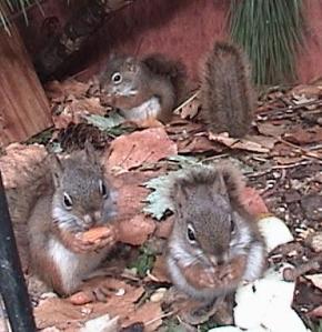 Squirrel slaves